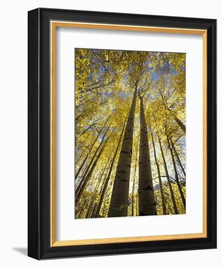 Fall-Colored Aspen Trees, Stevens Pass, Washington, USA-Stuart Westmoreland-Framed Photographic Print