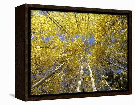 Fall-Colored Aspen Trees, Stevens Pass, Washington, USA-Stuart Westmoreland-Framed Premier Image Canvas