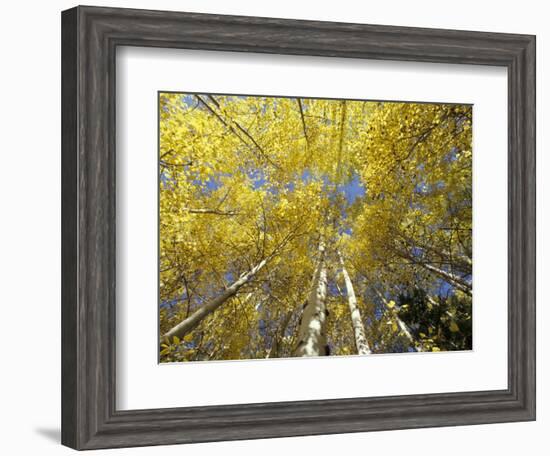 Fall-Colored Aspen Trees, Stevens Pass, Washington, USA-Stuart Westmoreland-Framed Photographic Print
