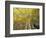 Fall-Colored Aspen Trees, Stevens Pass, Washington, USA-Stuart Westmoreland-Framed Photographic Print