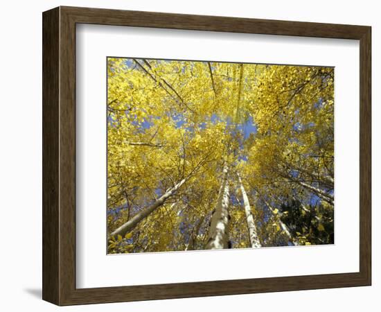 Fall-Colored Aspen Trees, Stevens Pass, Washington, USA-Stuart Westmoreland-Framed Photographic Print