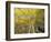 Fall-Colored Aspen Trees, Stevens Pass, Washington, USA-Stuart Westmoreland-Framed Photographic Print