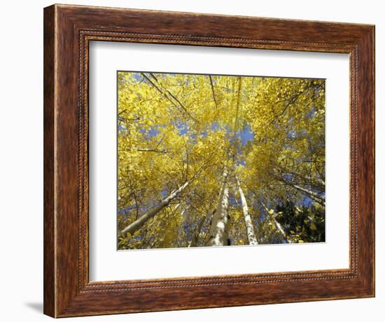 Fall-Colored Aspen Trees, Stevens Pass, Washington, USA-Stuart Westmoreland-Framed Photographic Print