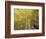 Fall-Colored Aspen Trees, Stevens Pass, Washington, USA-Stuart Westmoreland-Framed Photographic Print