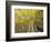 Fall-Colored Aspen Trees, Stevens Pass, Washington, USA-Stuart Westmoreland-Framed Photographic Print