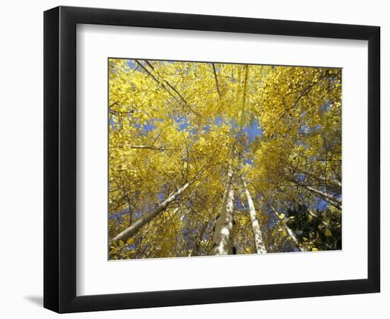 Fall-Colored Aspen Trees, Stevens Pass, Washington, USA-Stuart Westmoreland-Framed Photographic Print