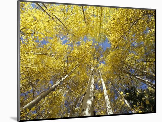 Fall-Colored Aspen Trees, Stevens Pass, Washington, USA-Stuart Westmoreland-Mounted Photographic Print