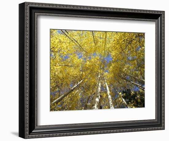 Fall-Colored Aspen Trees, Stevens Pass, Washington, USA-Stuart Westmoreland-Framed Photographic Print