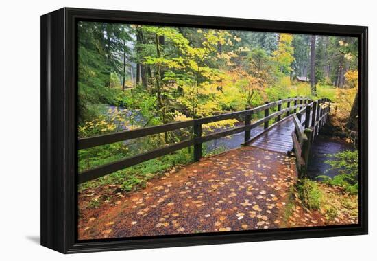 Fall Colors Add Beauty to South Trail at Silver Falls State Park, Oregon, USA-Craig Tuttle-Framed Premier Image Canvas