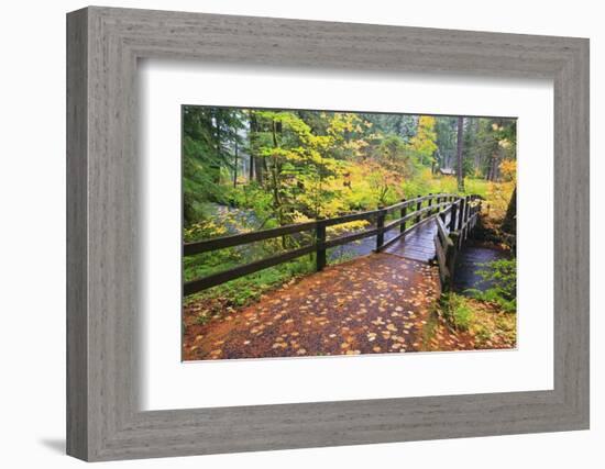 Fall Colors Add Beauty to South Trail at Silver Falls State Park, Oregon, USA-Craig Tuttle-Framed Photographic Print