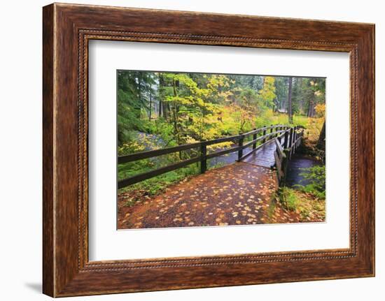 Fall Colors Add Beauty to South Trail at Silver Falls State Park, Oregon, USA-Craig Tuttle-Framed Photographic Print