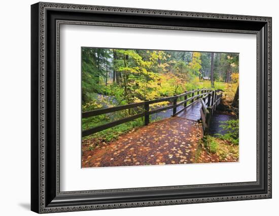 Fall Colors Add Beauty to South Trail at Silver Falls State Park, Oregon, USA-Craig Tuttle-Framed Photographic Print