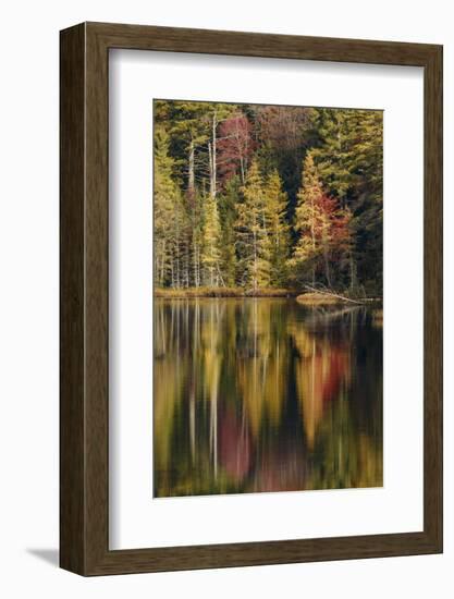 Fall colors along shoreline of Irwin Lake, Hiawatha National Forest, Michigan.-Adam Jones-Framed Photographic Print