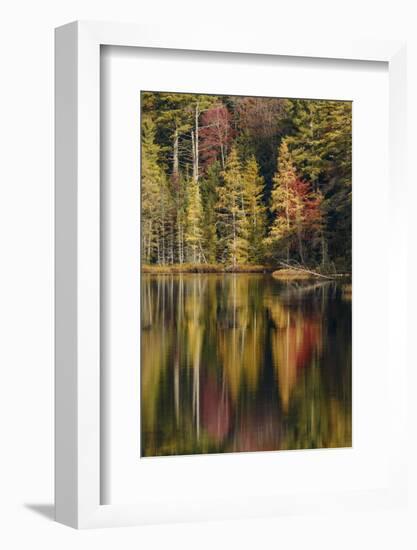 Fall colors along shoreline of Irwin Lake, Hiawatha National Forest, Michigan.-Adam Jones-Framed Photographic Print