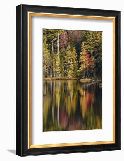 Fall colors along shoreline of Irwin Lake, Hiawatha National Forest, Michigan.-Adam Jones-Framed Photographic Print