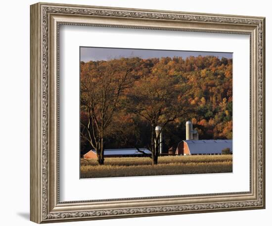 Fall Colors and a Field of Dried Soybeans in Pleasant Gap, Pennsylvania, October 20, 2006-Carolyn Kaster-Framed Photographic Print