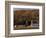 Fall Colors and a Field of Dried Soybeans in Pleasant Gap, Pennsylvania, October 20, 2006-Carolyn Kaster-Framed Photographic Print