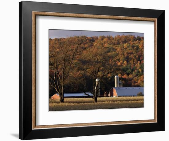 Fall Colors and a Field of Dried Soybeans in Pleasant Gap, Pennsylvania, October 20, 2006-Carolyn Kaster-Framed Photographic Print