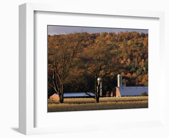 Fall Colors and a Field of Dried Soybeans in Pleasant Gap, Pennsylvania, October 20, 2006-Carolyn Kaster-Framed Photographic Print