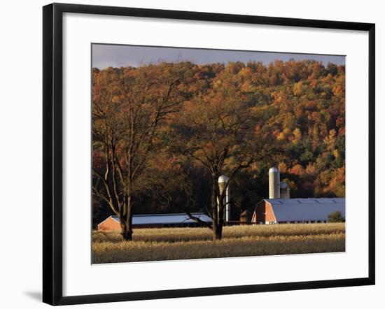 Fall Colors and a Field of Dried Soybeans in Pleasant Gap, Pennsylvania, October 20, 2006-Carolyn Kaster-Framed Photographic Print