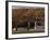 Fall Colors and a Field of Dried Soybeans in Pleasant Gap, Pennsylvania, October 20, 2006-Carolyn Kaster-Framed Photographic Print