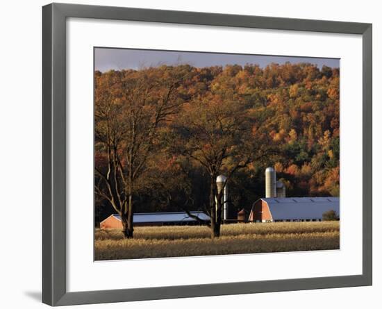 Fall Colors and a Field of Dried Soybeans in Pleasant Gap, Pennsylvania, October 20, 2006-Carolyn Kaster-Framed Photographic Print