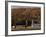 Fall Colors and a Field of Dried Soybeans in Pleasant Gap, Pennsylvania, October 20, 2006-Carolyn Kaster-Framed Photographic Print