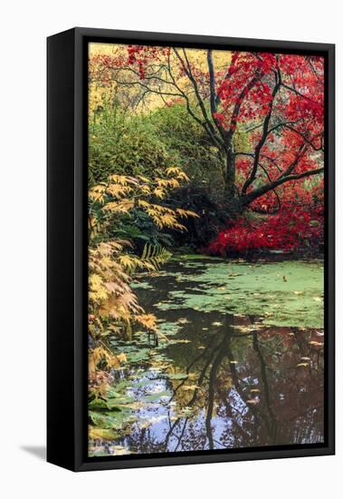 Fall Colors, Arboretum, Seattle, Washington, USA-Tom Norring-Framed Premier Image Canvas