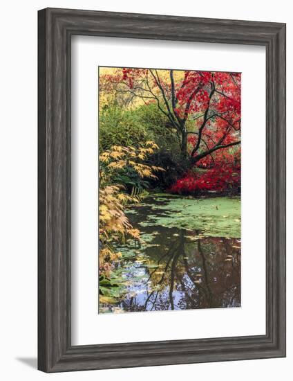 Fall Colors, Arboretum, Seattle, Washington, USA-Tom Norring-Framed Photographic Print