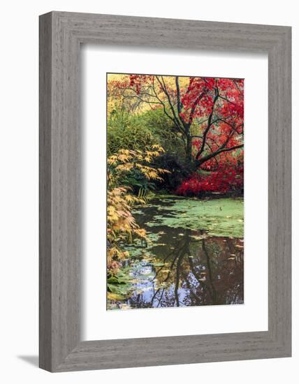 Fall Colors, Arboretum, Seattle, Washington, USA-Tom Norring-Framed Photographic Print