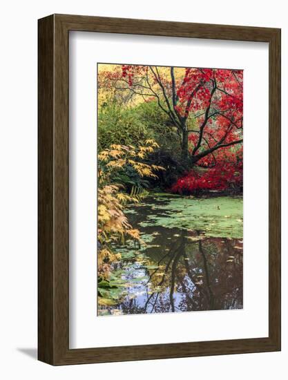 Fall Colors, Arboretum, Seattle, Washington, USA-Tom Norring-Framed Photographic Print