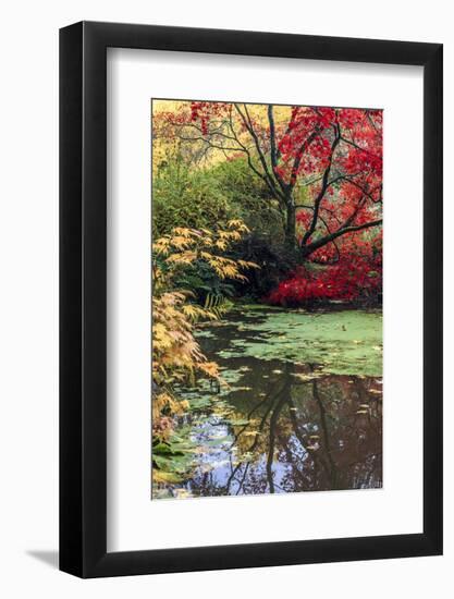 Fall Colors, Arboretum, Seattle, Washington, USA-Tom Norring-Framed Photographic Print