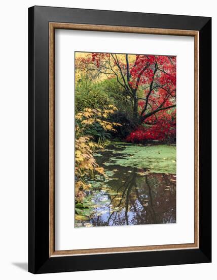 Fall Colors, Arboretum, Seattle, Washington, USA-Tom Norring-Framed Photographic Print