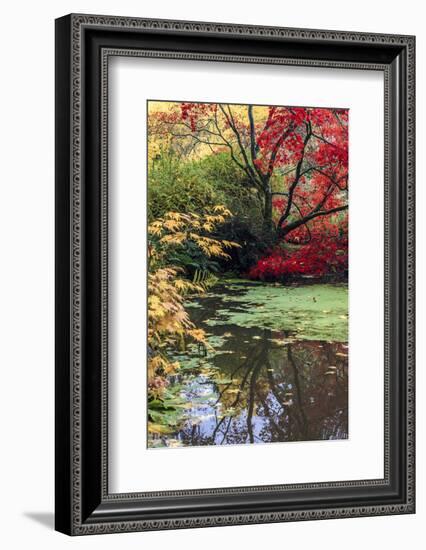 Fall Colors, Arboretum, Seattle, Washington, USA-Tom Norring-Framed Photographic Print