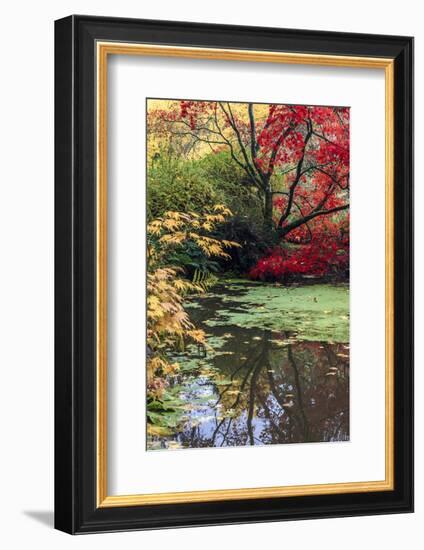 Fall Colors, Arboretum, Seattle, Washington, USA-Tom Norring-Framed Photographic Print