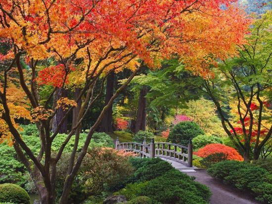 Fall colors at Portland Japanese Gardens, Portland Oregon&#39; Photographic  Print - Craig Tuttle | Art.com