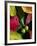 Fall Colors I-Monika Burkhart-Framed Photographic Print