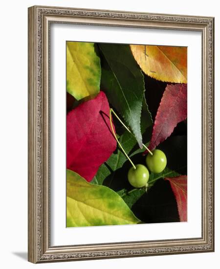 Fall Colors I-Monika Burkhart-Framed Photographic Print