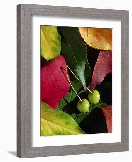 Fall Colors I-Monika Burkhart-Framed Photographic Print