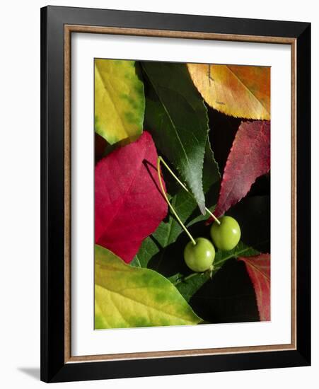 Fall Colors I-Monika Burkhart-Framed Photographic Print