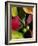 Fall Colors I-Monika Burkhart-Framed Photographic Print