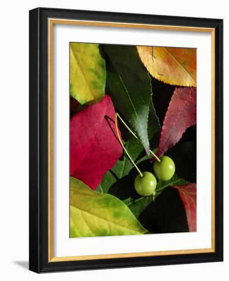 Fall Colors I-Monika Burkhart-Framed Photographic Print