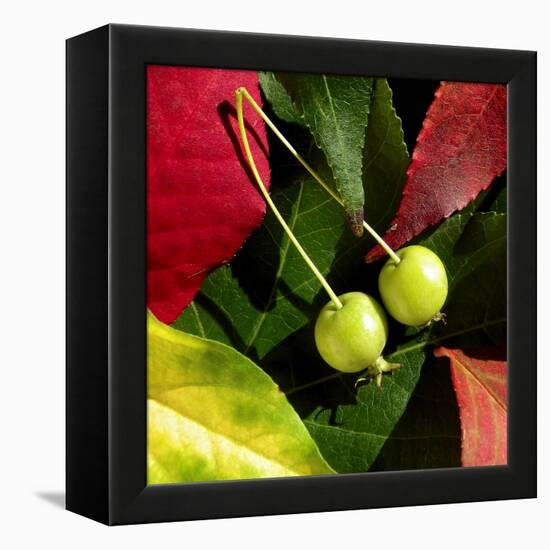 Fall Colors II-Monika Burkhart-Framed Premier Image Canvas