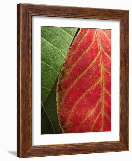 Fall Colors III-Monika Burkhart-Framed Photographic Print