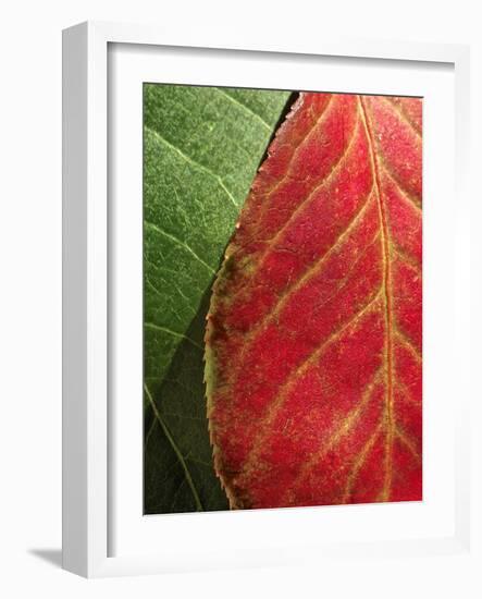 Fall Colors III-Monika Burkhart-Framed Photographic Print