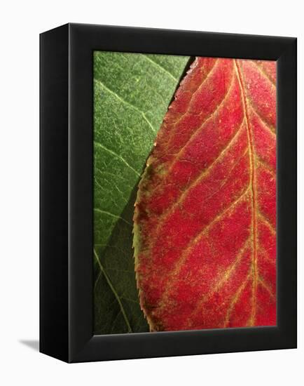 Fall Colors III-Monika Burkhart-Framed Premier Image Canvas