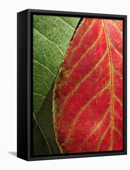 Fall Colors III-Monika Burkhart-Framed Premier Image Canvas