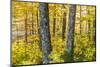 Fall Colors in a Mixed Forest in Barrington, New Hampshire-Jerry and Marcy Monkman-Mounted Photographic Print