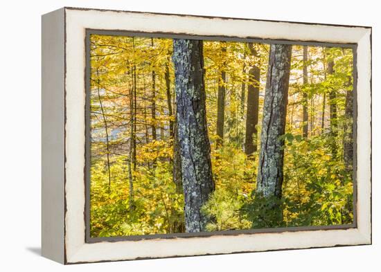Fall Colors in a Mixed Forest in Barrington, New Hampshire-Jerry and Marcy Monkman-Framed Premier Image Canvas