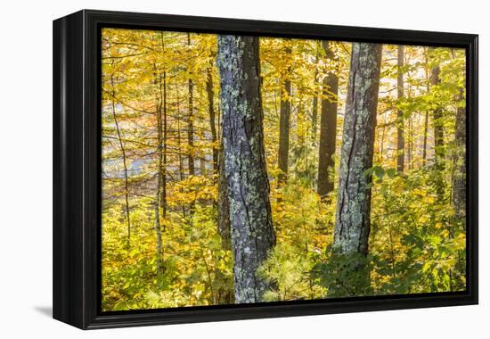 Fall Colors in a Mixed Forest in Barrington, New Hampshire-Jerry and Marcy Monkman-Framed Premier Image Canvas